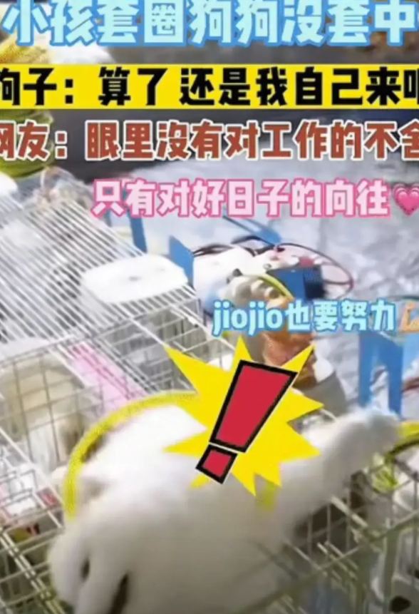 街头套圈摊上，小孩一心套小白狗，圈全扔完也没中。结果狗狗自己来劲儿了，见圈落在笼