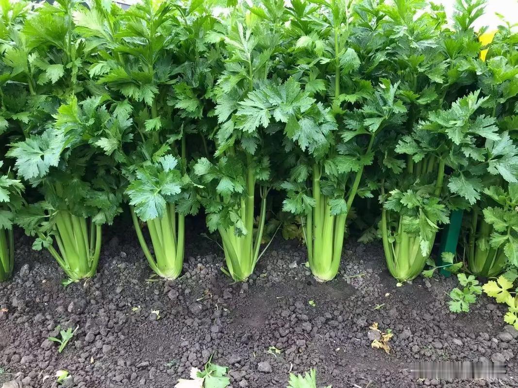 种芹菜，年年不出苗，问题出在一个所有人都在犯的错芹菜种子比芝麻还要小，嫩芽