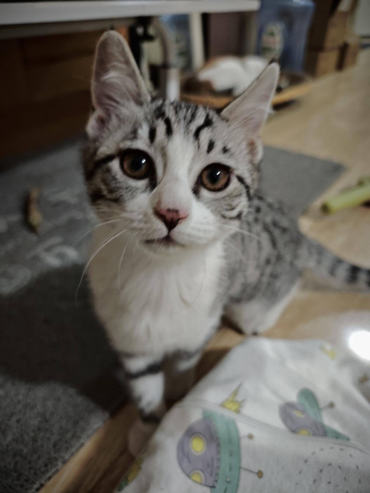 终于决定把老大和老三送走了，家里五只猫实在养不过来，约了今晚来家里拿猫，但还是有