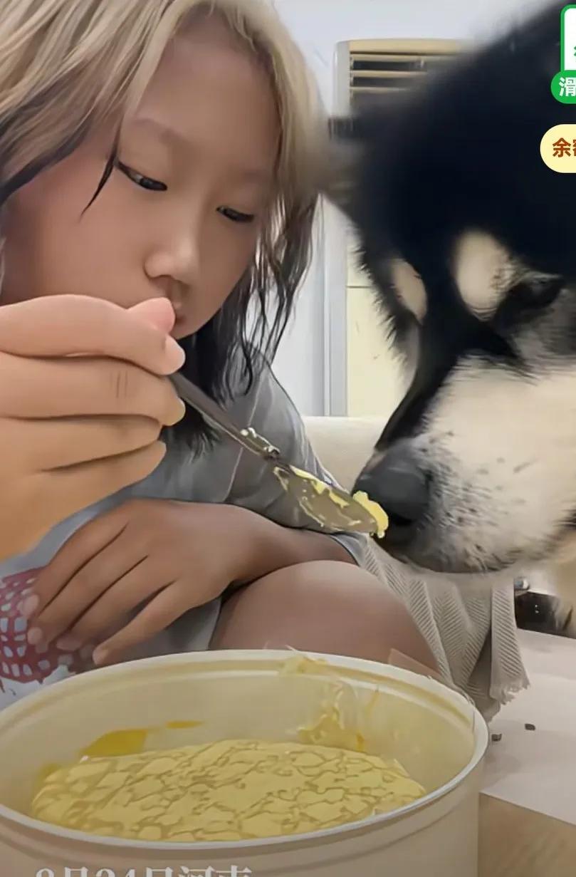 主人在吃榴莲千层,狗子也想吃,是趴在跟前张的嘴,主人看他可怜,就拿勺子喂了他