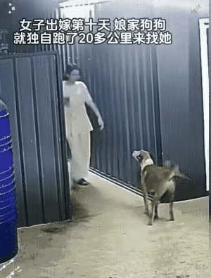 为了能见到自己的主人，画面中的这个毛孩子，独自跑了20多公里，找到了自己刚刚出嫁