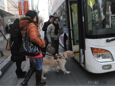 为什么国内狗狗不能上公交地铁，国外却当作习以为常？ 狗狗能否上地铁这事，本质