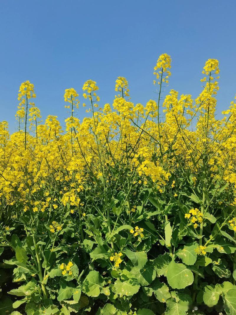 农民踊跃缴纳公粮，为什么却抗拒缴纳对自己养老有莫大好处的社保？农民并不傻，知道不