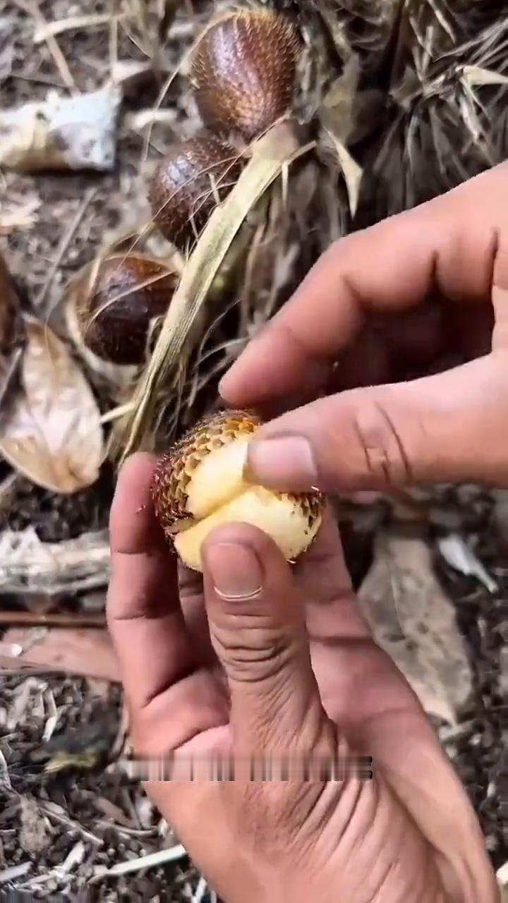 奇怪的水果。这个东西很多人没见过吧？听当地人说这是一种水果，很多人都以为不能吃