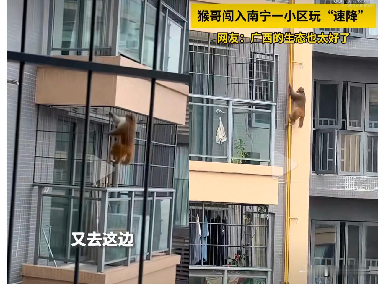 10月14日一只野生猕猴闯入南宁龙光玖誉城珺城小区，在33层高楼外墙管道、阳台间