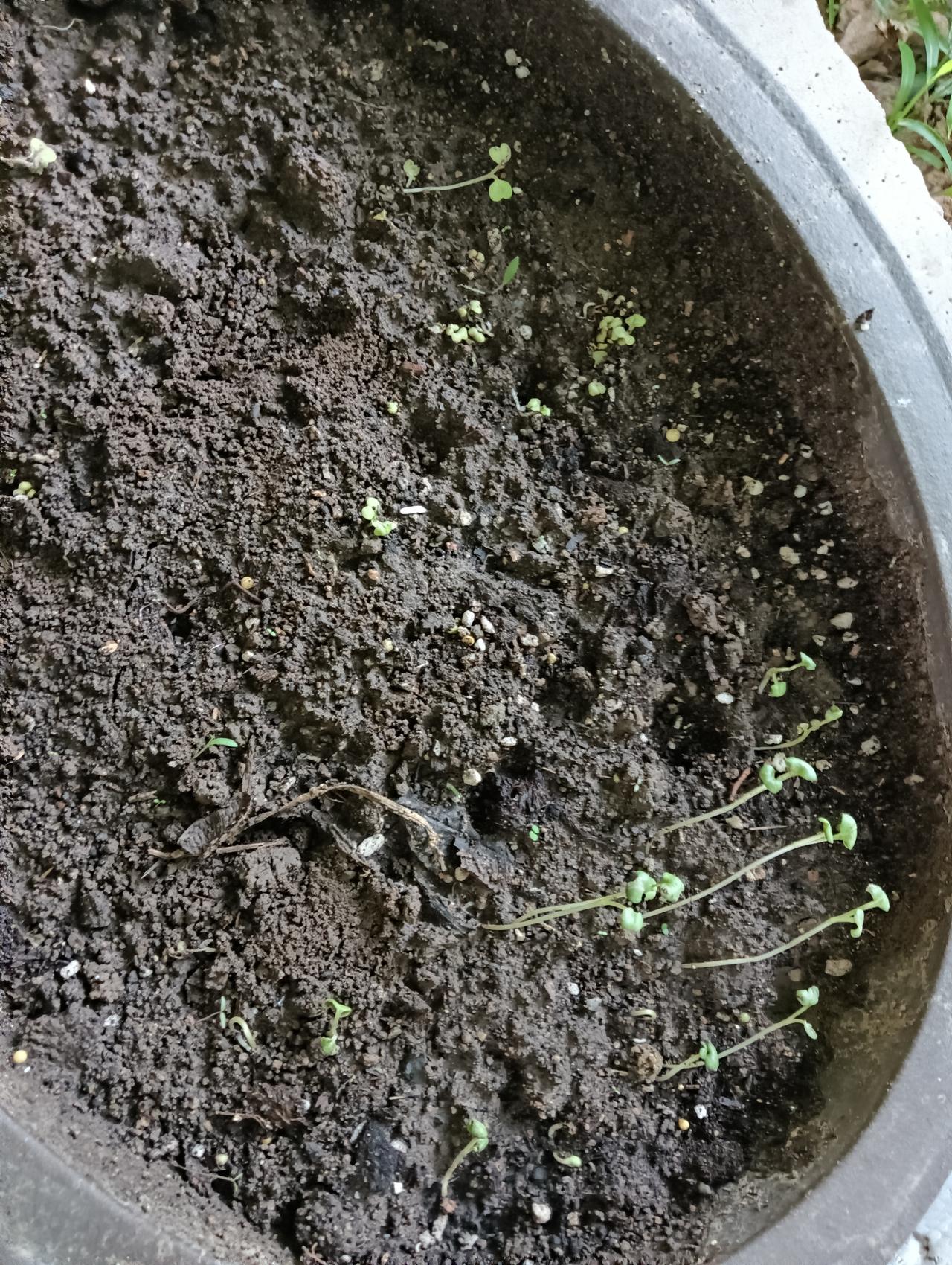 买的菜花和白菜种子到货了，网购的种子价格高了不少，今年光是买种子就花费了几张毛爷