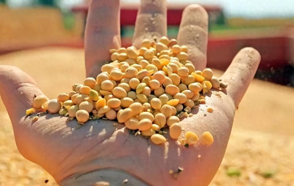 3天狂买160万吨高价美豆，中国的考量藏着哪些精明？11月下旬，中国在三天内