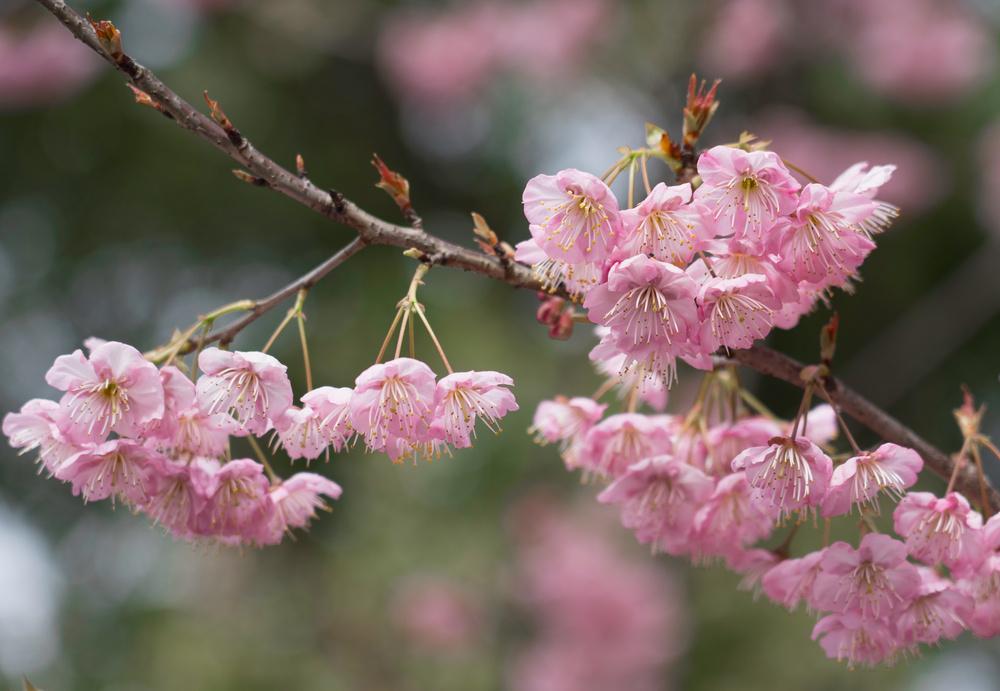 2026春节遇七九，60年罕见暖冬引热议2026年春节（2月17日）恰逢