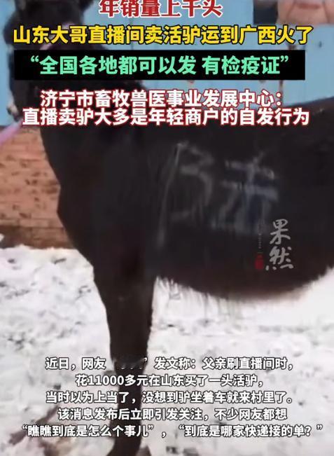 广西大叔心真大，在直播间从山东买了头活驴11000元，运费1200元，女儿以为