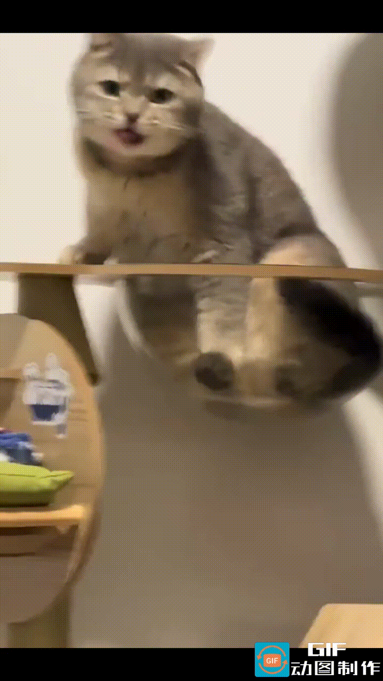 猫星人吃过晚餐，惬意地趴在桌上，高高翘起后腿，进行每日的日常护理-舔爪子。猫星