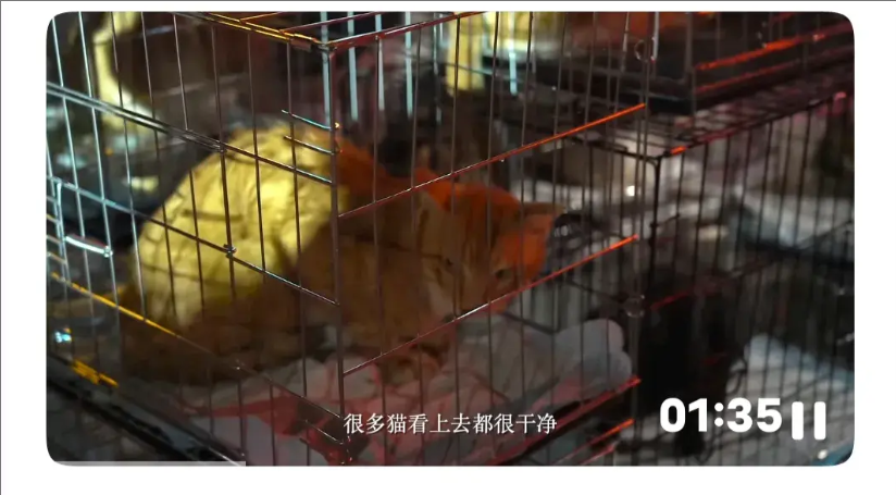 7月3号，贵州贵阳成功拦截下来一辆开往广西的运猫车，491只猫咪，车上的猫咪很多