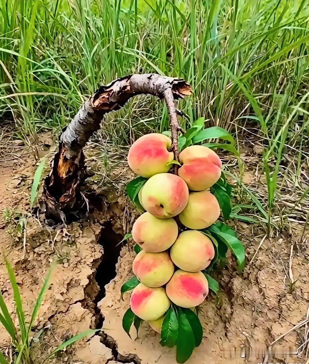 这一串桃子如何？