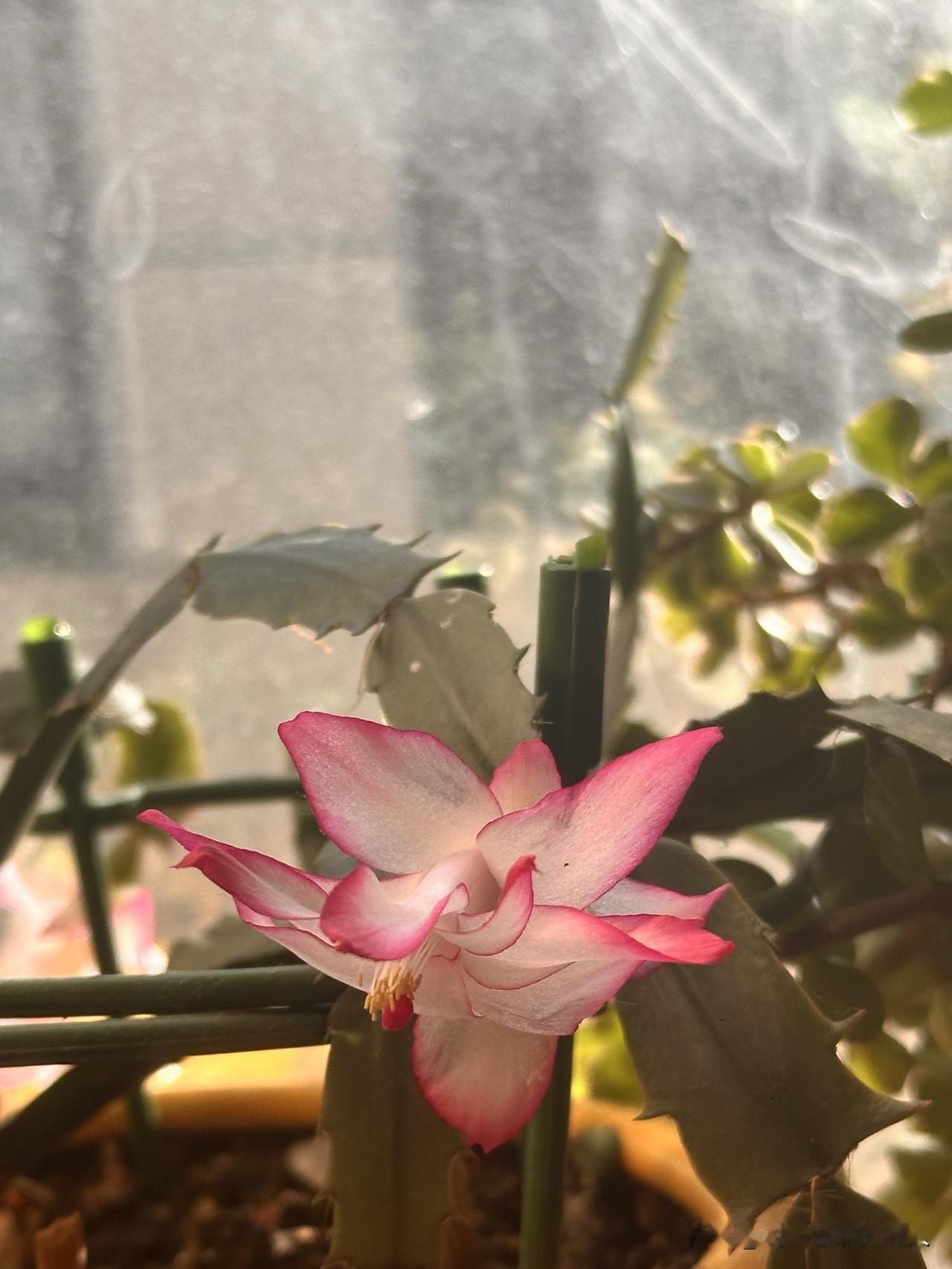 随手拍自家的盆栽植物