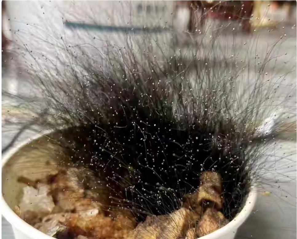 合肥的尹先生春节期间回老家过年时，不慎将一碗给小狗吃剩下的牛肉饭遗忘在办公室，节