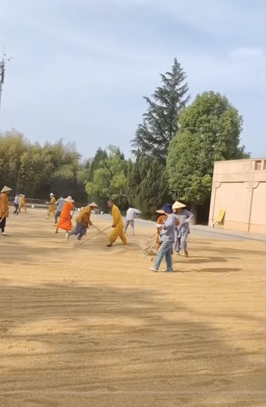 这就是洛阳的白马寺，跟少林寺相比，没有一点商业化气息。现在是麦收季节，所有的白