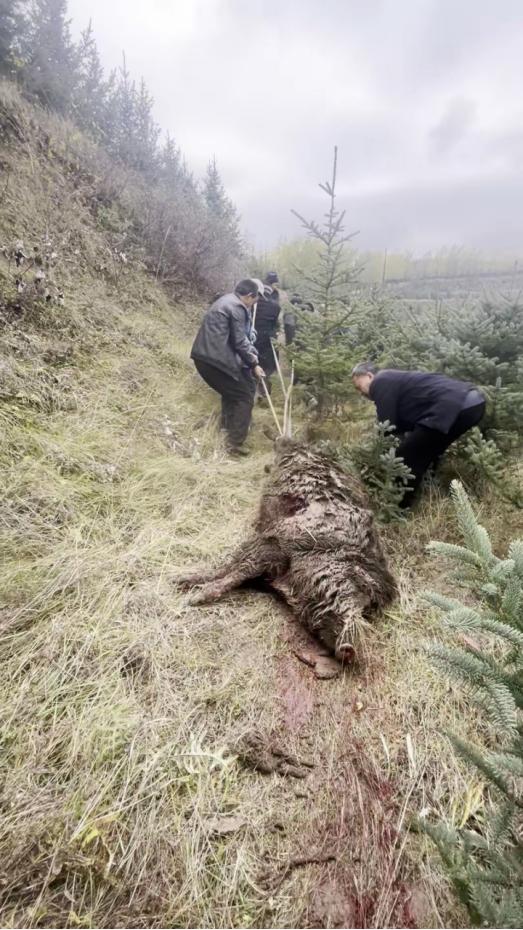 11月11日，甘肃天水一个农户保护队为了捕获一头400多斤的野猪动用12条猎犬，