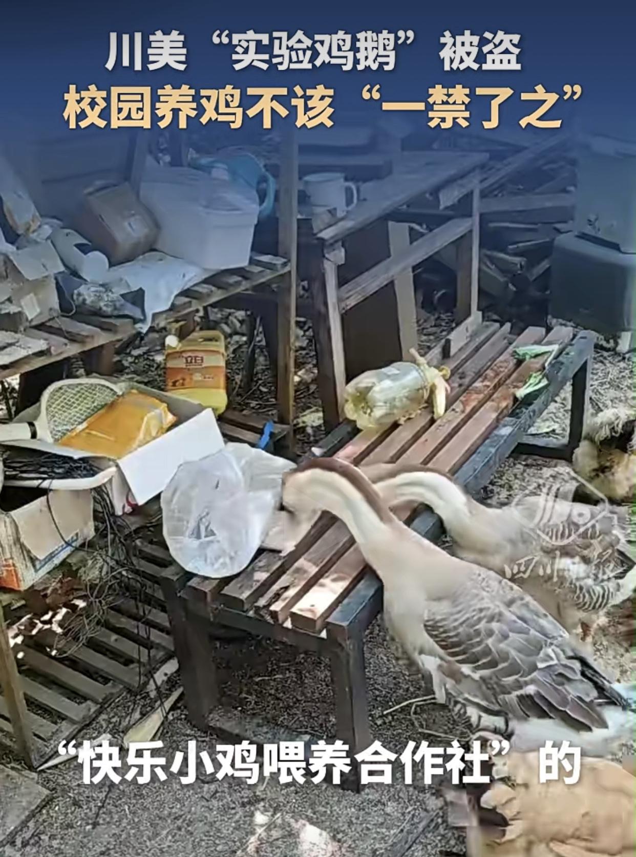 学生花了近两年时间养的10鸡2鹅，成了工人餐桌上的美味佳肴！重庆，四川美术学