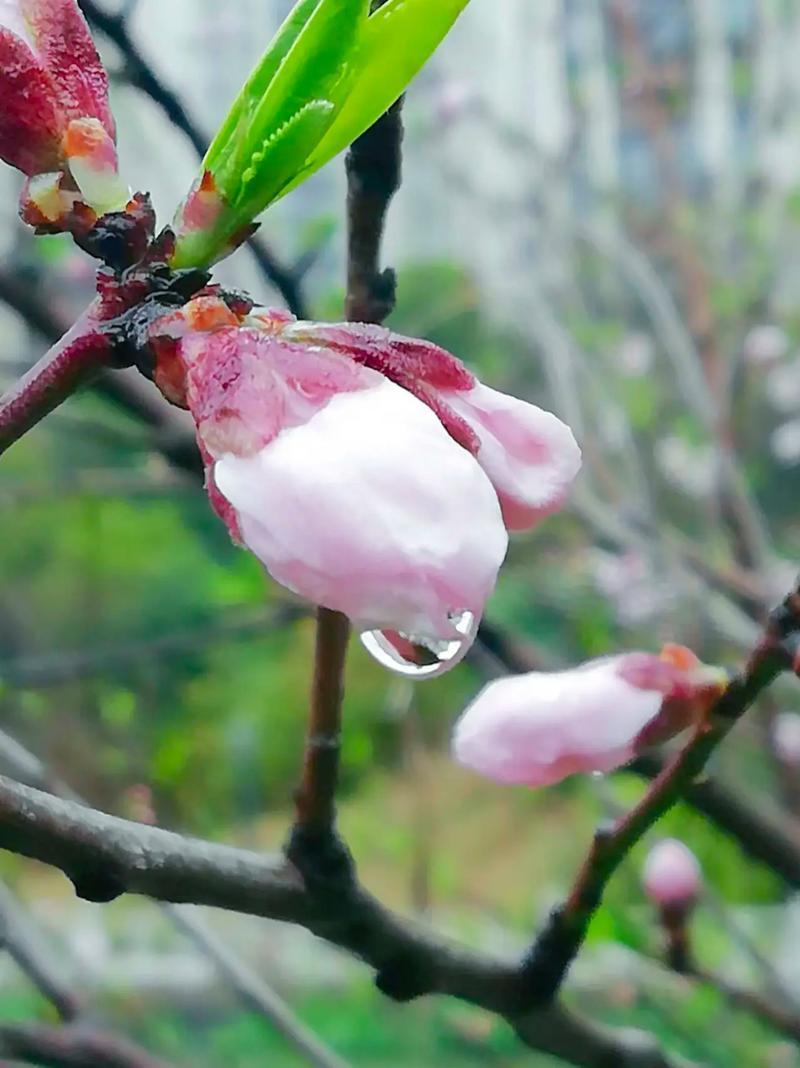 上联：雨润桃腮香馥郁；下联：风摇柳帘翠轻盈。