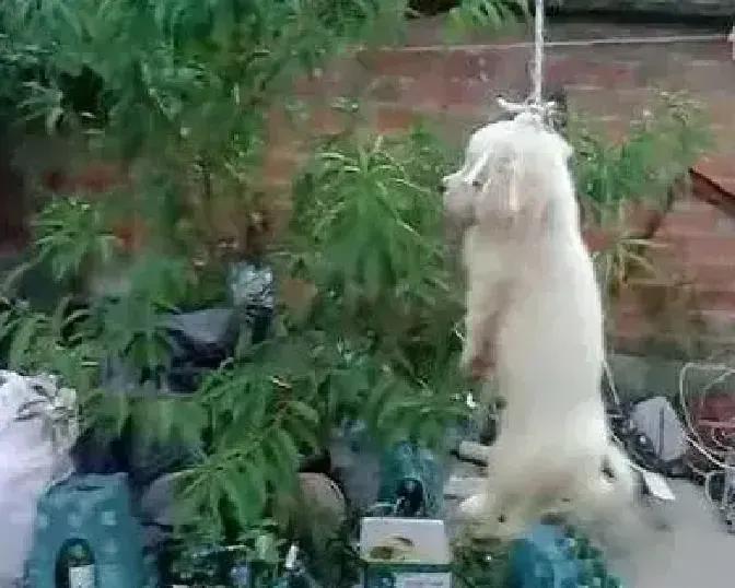 早餐店老周每天五点出摊，先给门口那只黄毛流浪狗盛一碗骨头汤，三年雷打不动。四天