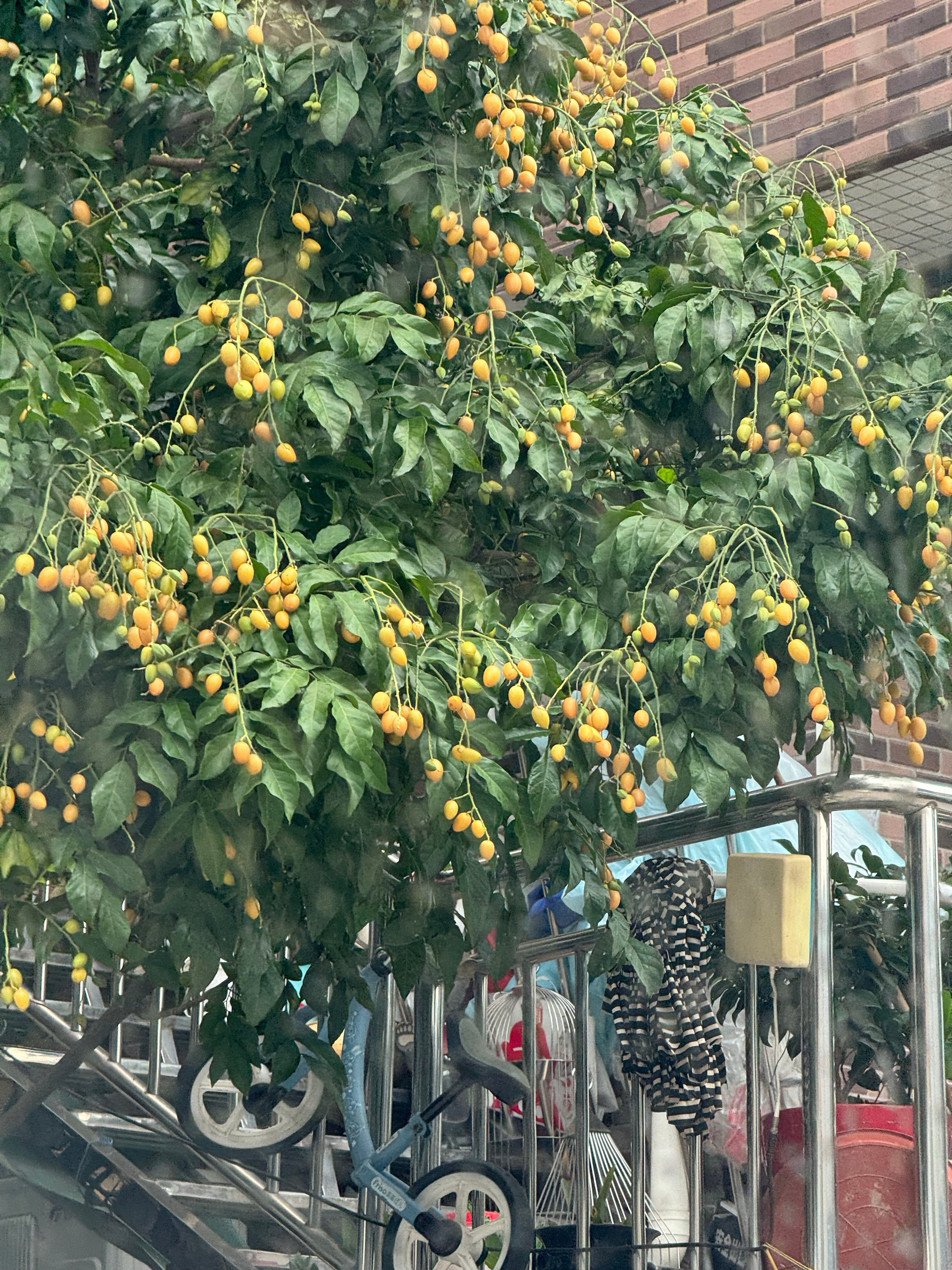 这是黄皮么，好想摘一个尝尝​​​