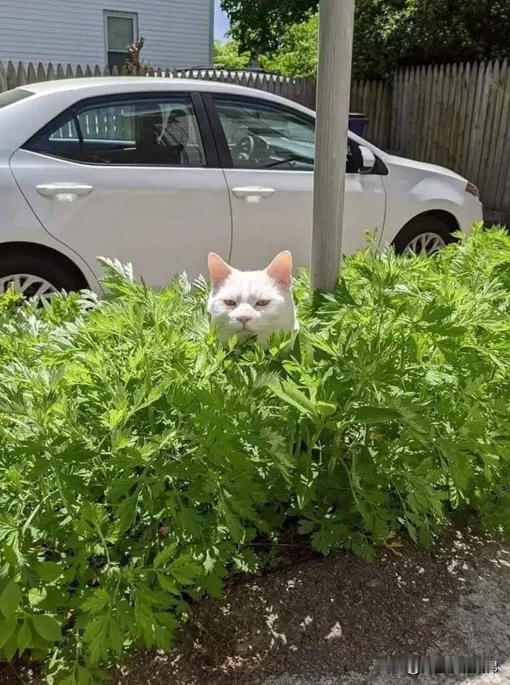 [doge]：队长，观察手已经就位，目标已经出现，可以行动了。