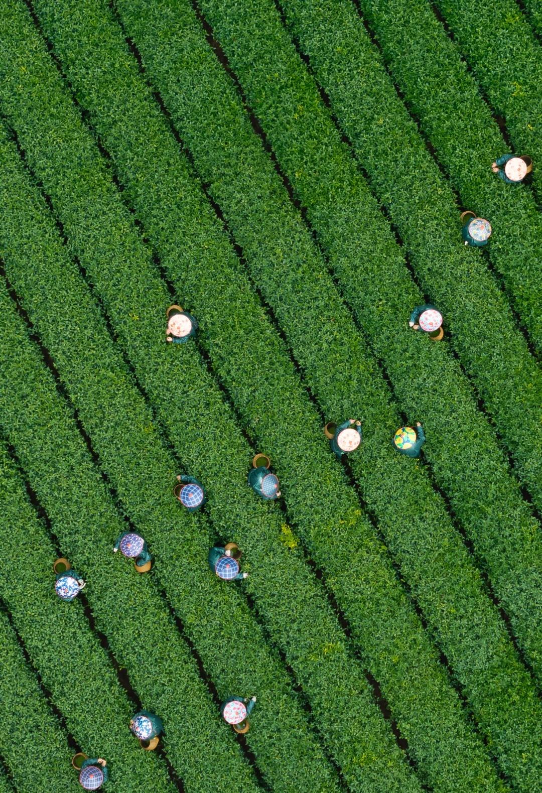 已经开始期待杭州的春日茶山了当龙井43号冒出新芽，整座城市都浸入一片翠绿的温柔