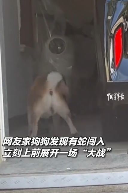 “汪汪队立大功！”7月19日，浙江绍兴，女子家中溜进一条大蛇，吓得她在一旁不知所