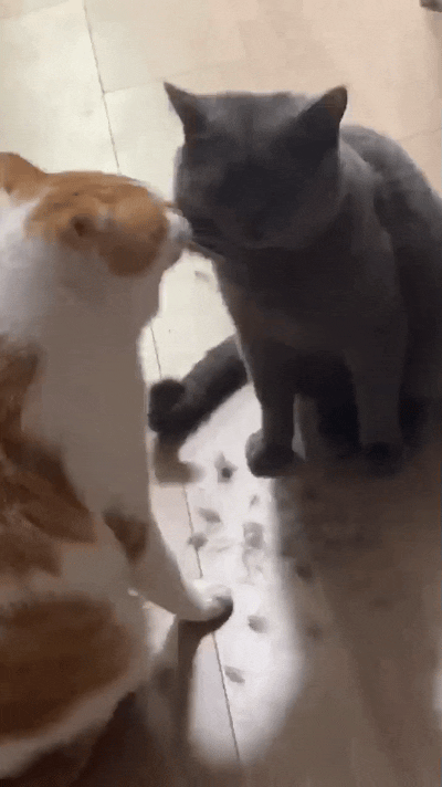 俺家这俩猫真是笑死人，橘花猫搁那给蓝猫“按摩搓毛”嘞。看着怪亲热，其实一口叼一撮