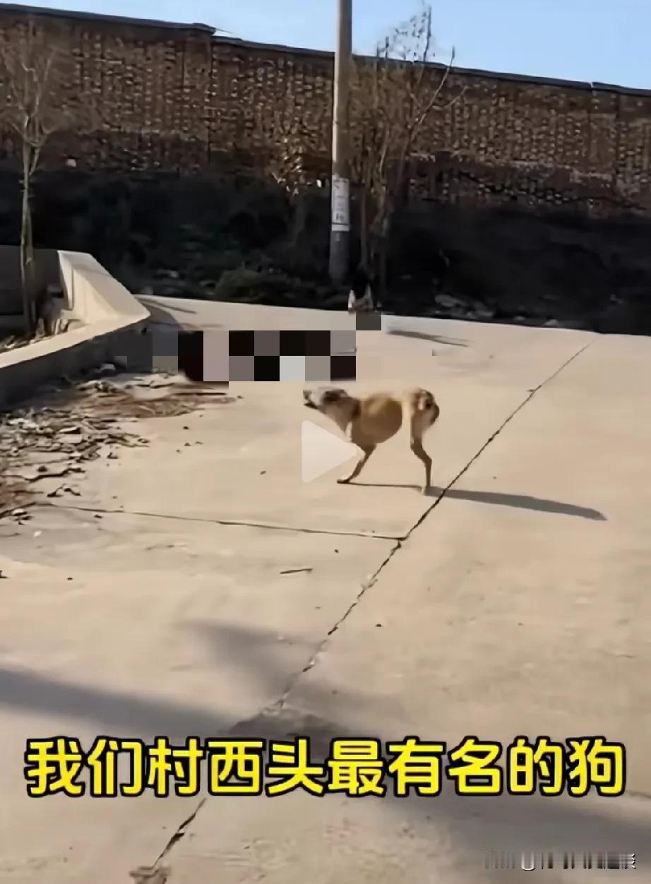 我见过最奇特的狗，它只有两条腿，前面一条，后面一条，竟然如同四条腿一样走得那么稳