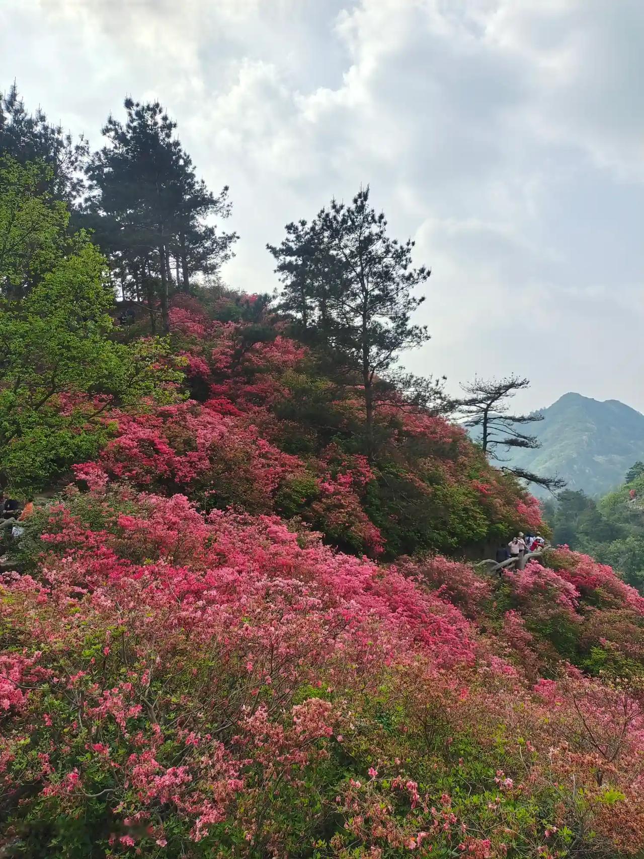 黄陂云雾山已经承包给个人了，什么网络可能都是套路，不花钱是进不去的，我去年去了云