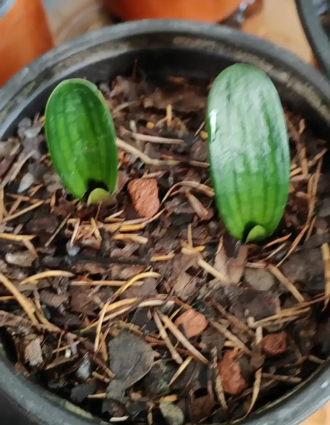 植料中松针、石粒必不可少！你仔细看看松针，选择落叶松的松针，不要用马尾松或樟子松