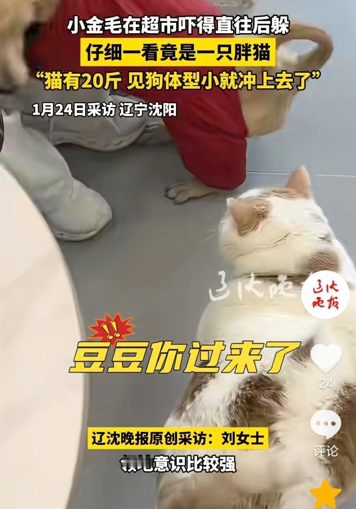 “给狗丢脸了”！辽宁沈阳，主人经常带自己20斤的胖猫去超市，在超市胖猫发现了一只