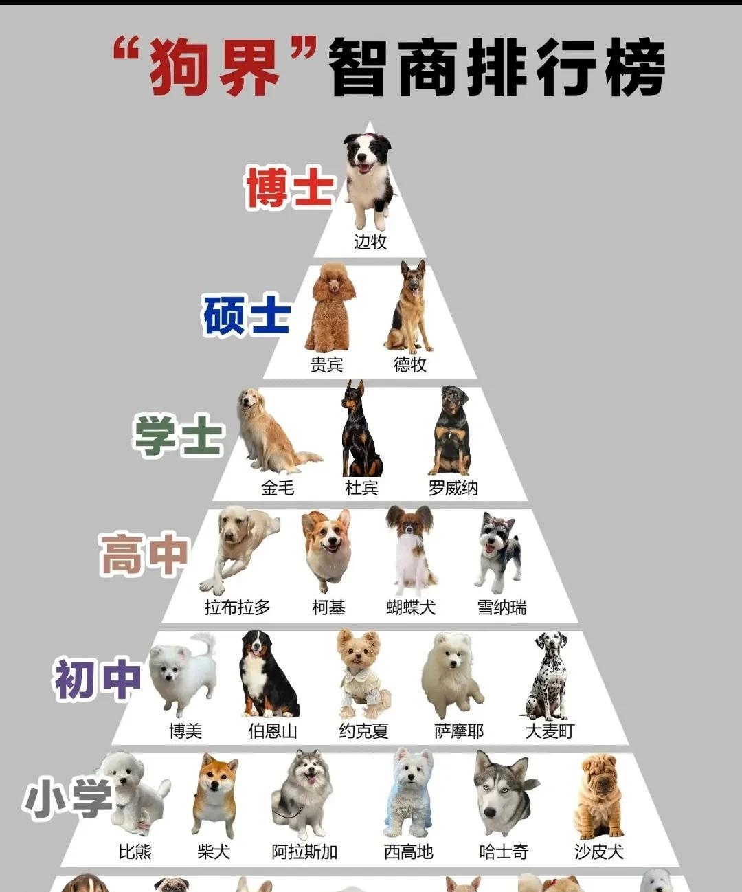 狗狗也有智商排行，看看哪种狗狗最聪明！