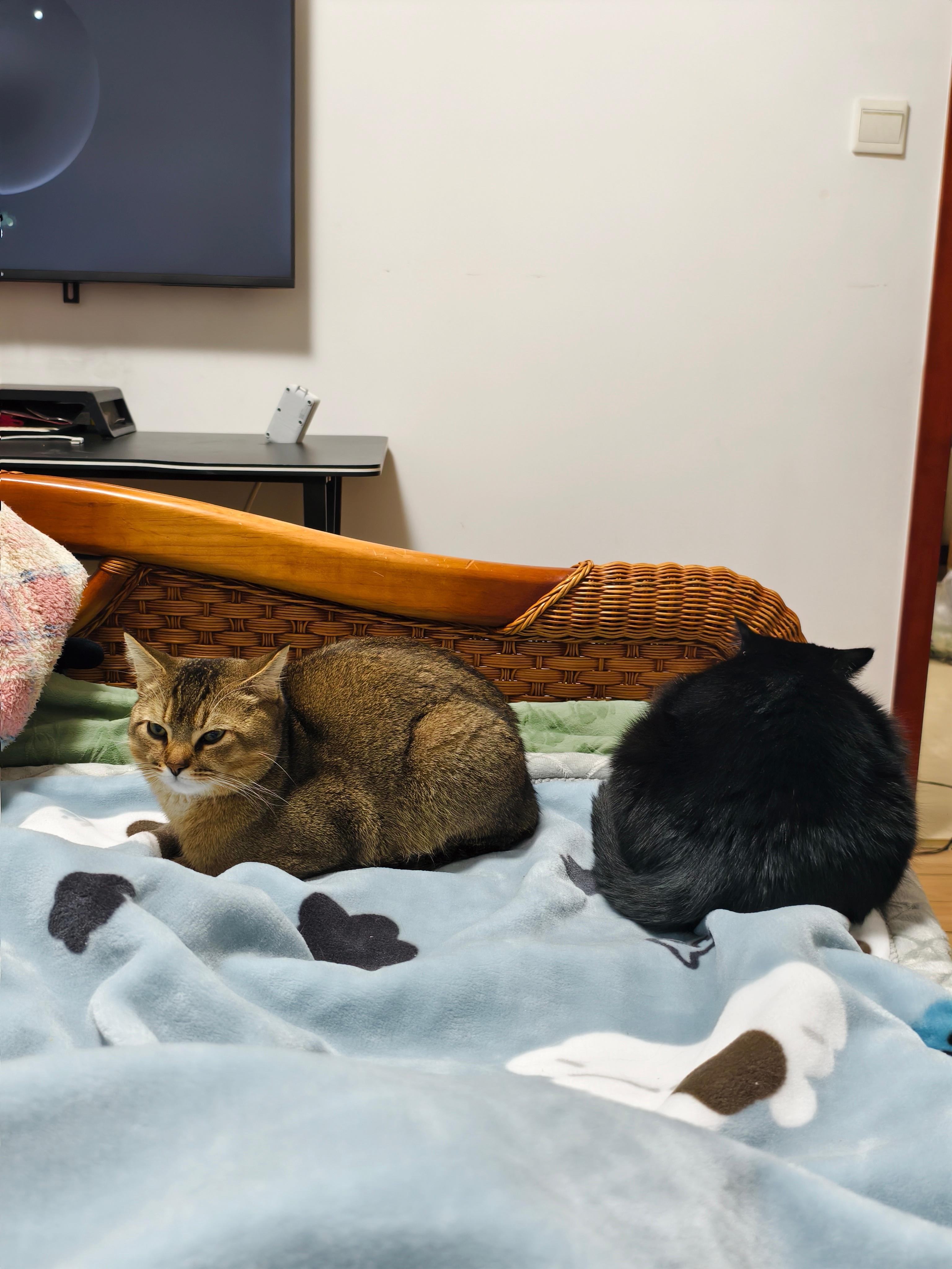 一到冬天床上就长猫了养猫人狂喜