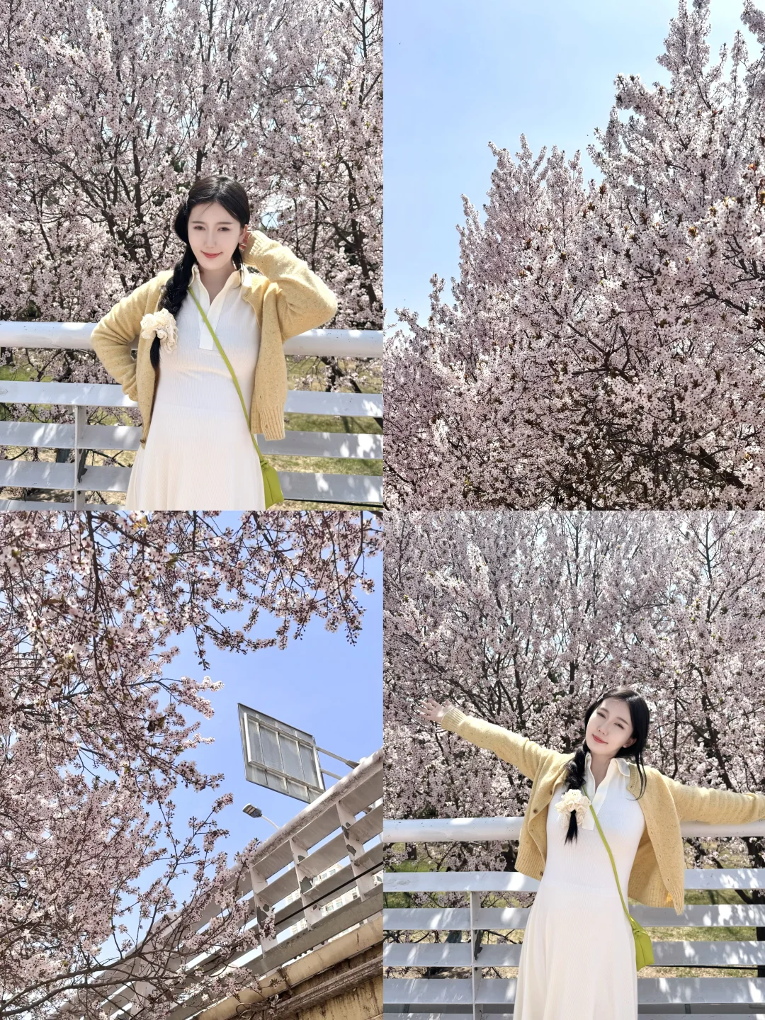 兰州｜雁滩黄河大桥樱花美到失语🌸