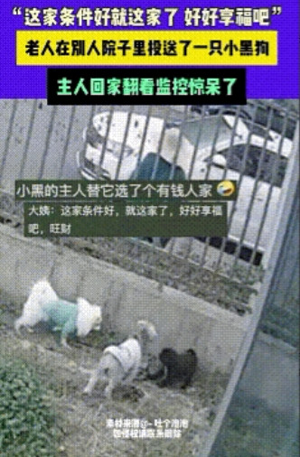 幸福来的太突然！浙江，一老人往别人家院中投送一只小黑狗，主人回家被院中一幕惊呆了