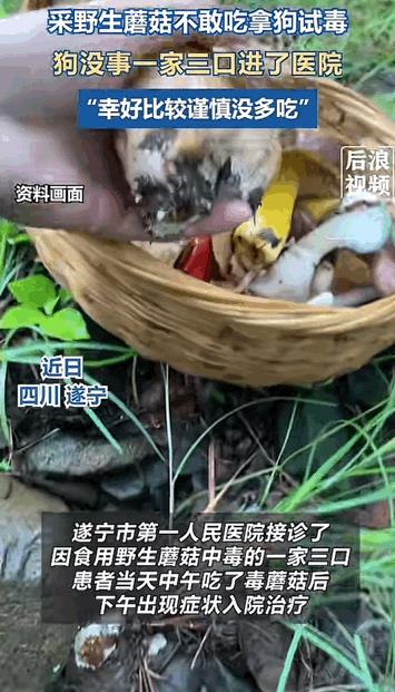 这就是报应！四川遂宁，男子父亲采了一些野蘑菇却不敢吃，于是炒熟后就让狗狗试吃。父