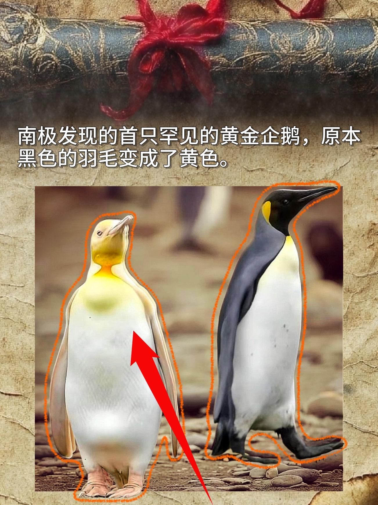 南极发现的首只罕见的黄金企鹅，原本黑色的羽毛变成了黄色。