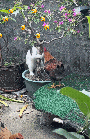 猫咪是玩游戏，鸡是鸡肚小肠，是真的啄啊![捂脸哭]