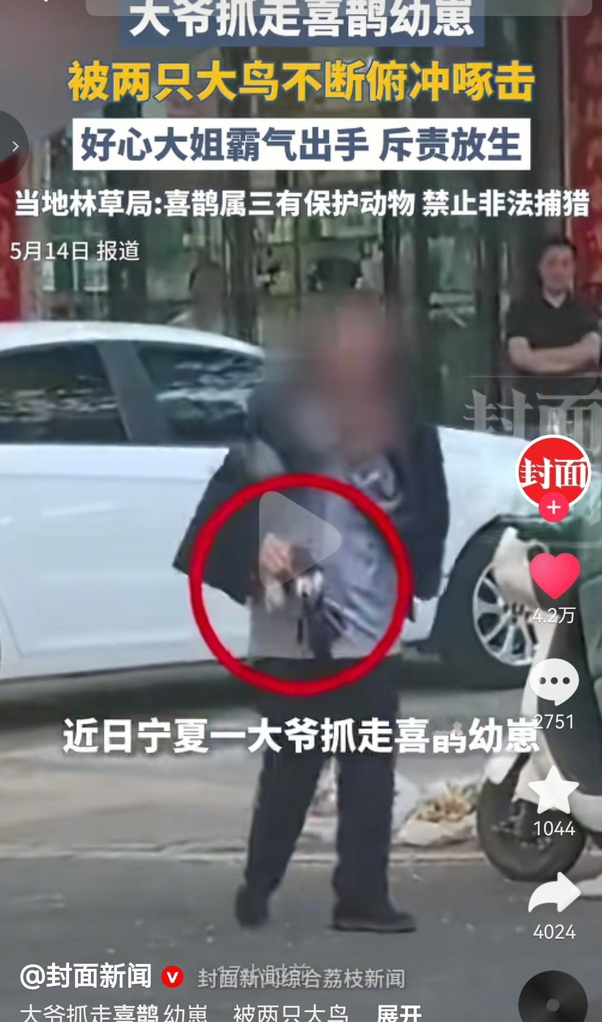 大爷抓喜鹊幼崽被大鸟追啄，路人大姐当场怒怼：你要不要点脸？5月12日宁夏吴