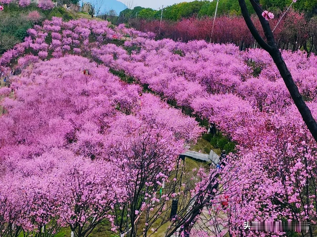 这两天，重庆康庄百塘园公园的美人梅已经迎来了盛花期，仿佛一夜之间，整个康庄都被粉