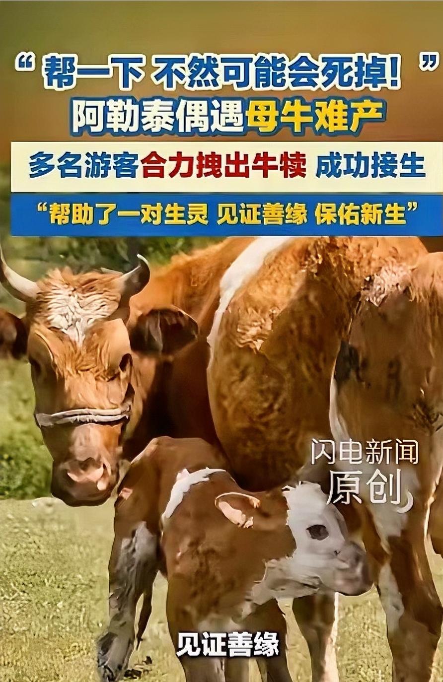 破防了！5月25日，新疆阿勒泰，几名游客在游玩时，偶遇了一头母牛产子，他们在一旁
