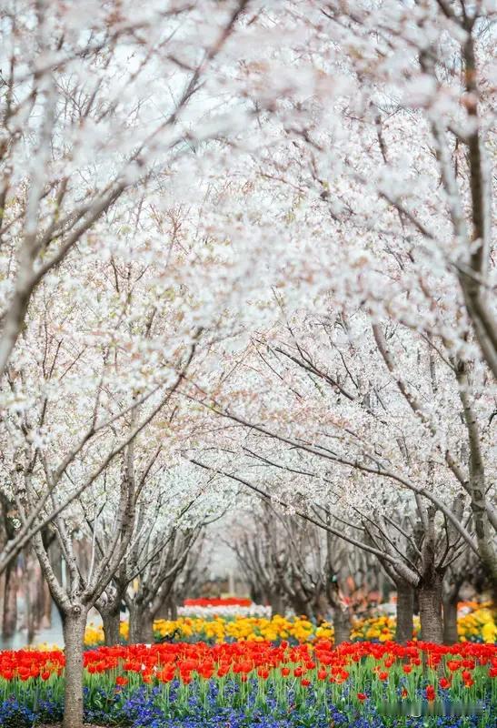要说一年四季哪个季节景色最美，这还真因人而异。春天是花海的盛宴，江南油菜花海与