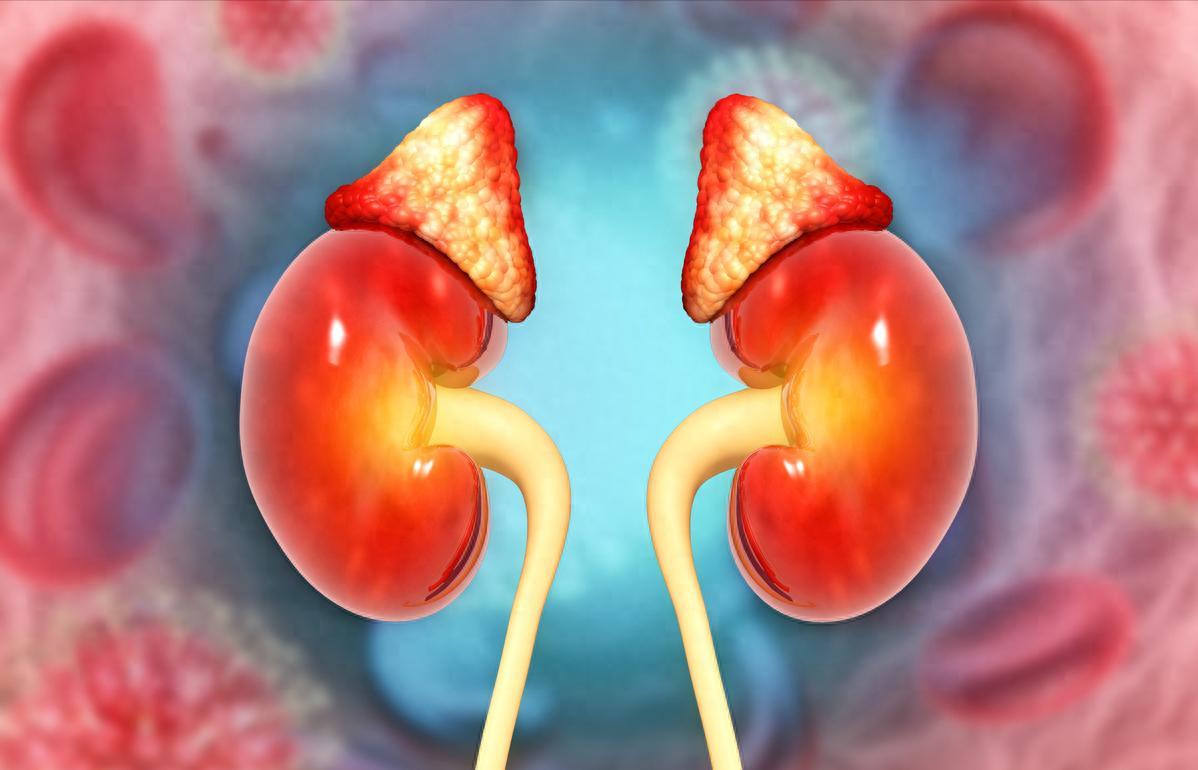 肾小球滤过率下降后能恢复吗？关键在5点，别被血肌酐给误导了一听到“肾小球滤过