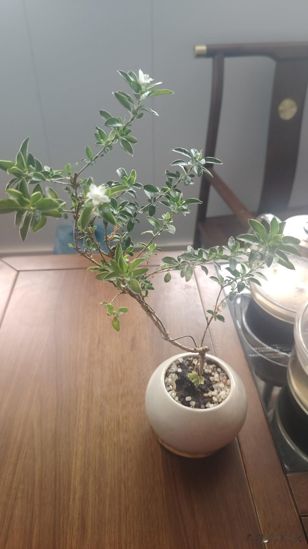 今晚给妈妈打电话聊天，聊到了表姨，表姨是妈妈的表妹，她们俩关系特别好，我记得小时