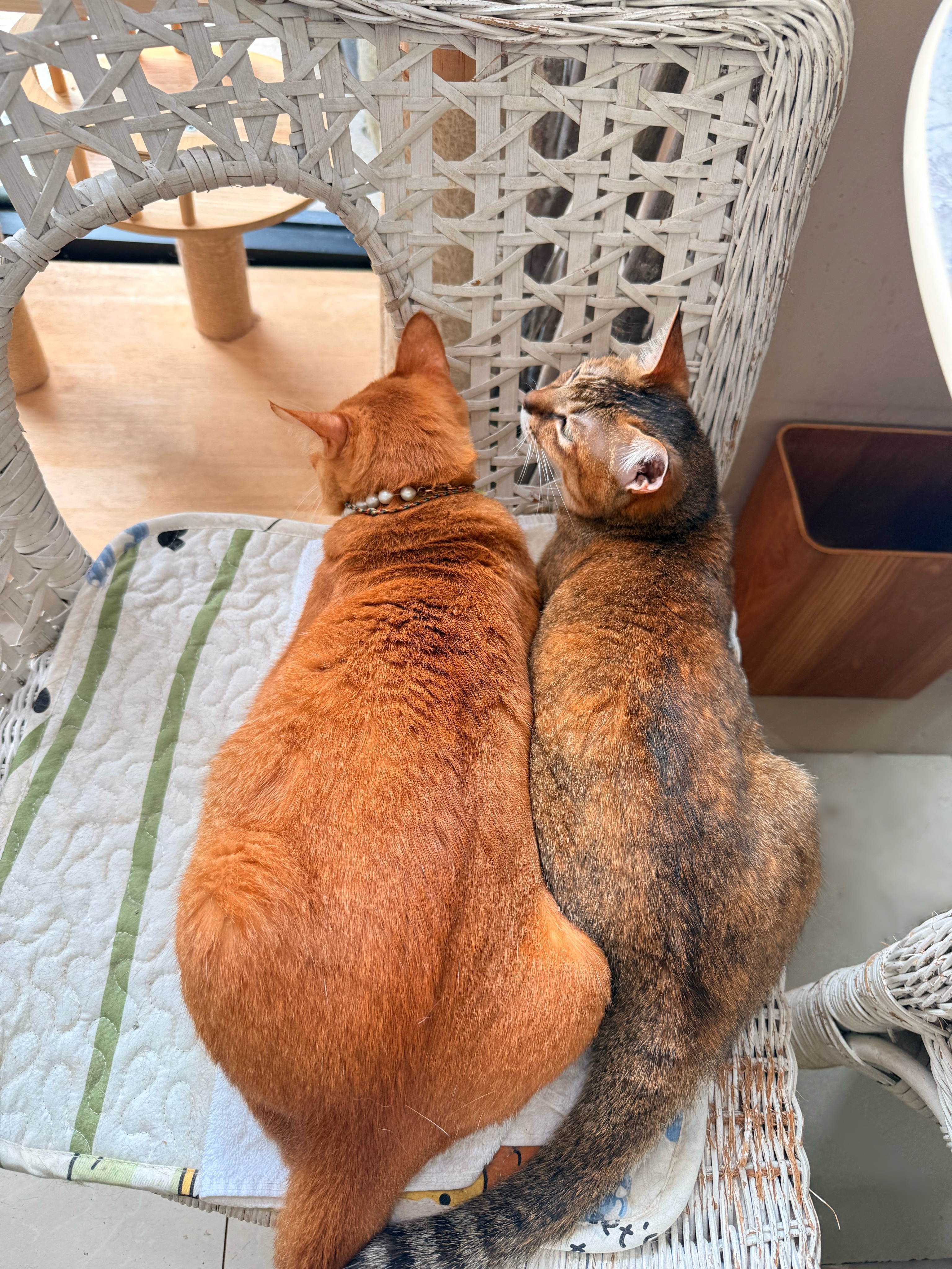 阿胖早上去舔了两个小白后，终于有空陪蝴蝶了。。。猫咪深圳