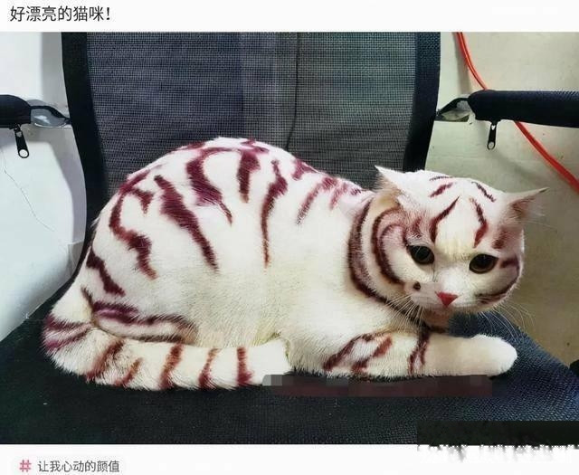 巧乐兹猫咪，是不是很漂亮