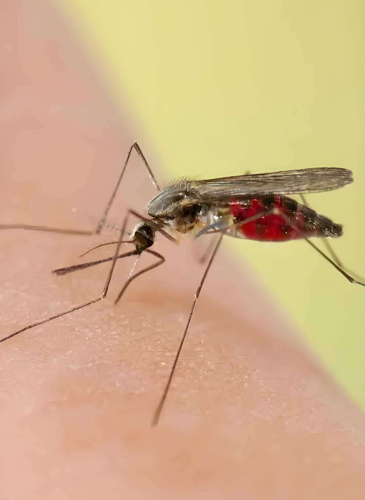 热搜第一！今年蚊子迎“史诗级加强”：来得早、抗药强，疾控紧急提醒3月30日，