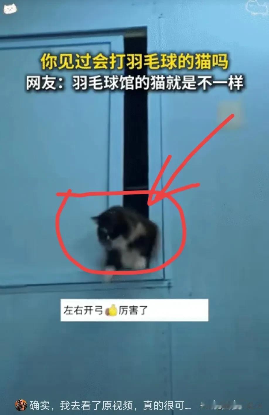 “解释不清了”近日，山东淄博，一羽毛球馆收养了四五只流浪猫，还没养多久就发现其中