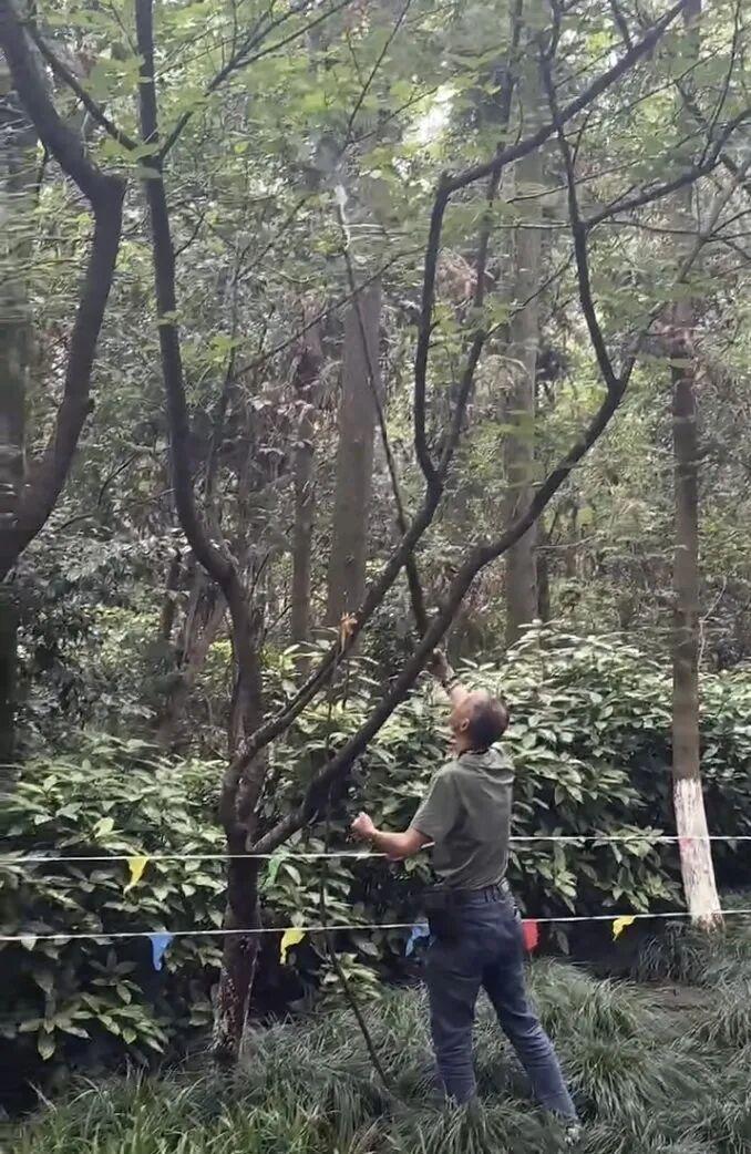 这几天杭州半山国家森林公园出了一件事，把很多人都气坏了。有人为了拍鸟，拿锯子把寿